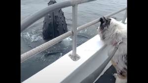 Illustration : "Vidéo : Un chien est époustouflé par sa rencontre rapprochée avec une baleine"