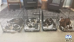 Illustration : "Une trentaine de chats ont été abandonnés devant un hôpital vétérinaire et la propriétaire a été retrouvée"