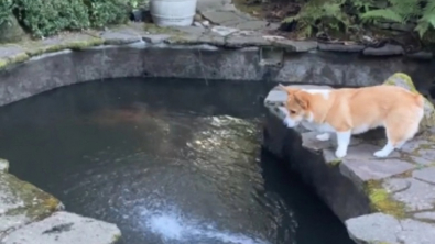 Illustration : Vidéo : Un chien est très inquiet de ne plus voir ses amis poissons dans le bassin en cours de nettoyage