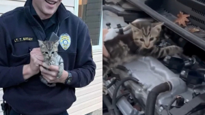 Illustration : "Un homme découvre 2 chatons nichés sous le capot de sa voiture et toute sa famille finit par tomber amoureuse d’eux"