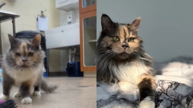 Illustration : Une chatte malade et enfermée à cause de son agressivité trouve enfin la paix dans les bras de sa nouvelle maîtresse