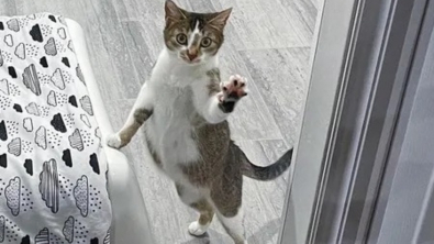 Illustration : "Après s'être éclipsée, une chatte errante revient chez la famille qui la nourrissait car la sienne allait s'agrandir"