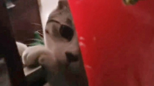 Illustration : "Vidéo : L’incroyable prouesse d’un chat qui ouvre la porte à sa maîtresse enfermée dehors"