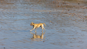 Illustration : "Un chien affolé attire les sauveteurs vers sa maîtresse, laquelle s’est effondrée sur la plage"