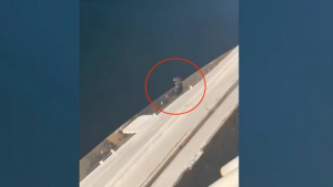 Illustration : "Un ferry est immobilisé pour secourir un chien bloqué sur le pare-chocs, à seulement quelques mètres de l’eau (vidéo)"