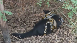 Illustration : "Des bienfaiteurs réalisent un massage cardiaque à un chat, condamné par l’étreinte d’un python (vidéo)"
