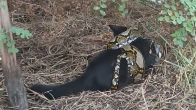 Illustration : Des bienfaiteurs réalisent un massage cardiaque à un chat, condamné par l’étreinte d’un python (vidéo)