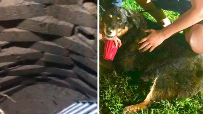 Illustration : Un chien tombe dans un puits de 5 mètres après avoir fugué : l’intervention des pompiers est nécessaire