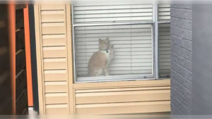 Illustration : "Vidéo : Un chat un peu trop curieux se retrouve piégé chez un de ses voisins"