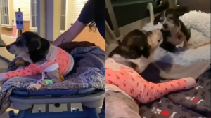 Illustration : "Ce chien blessé est heureux de revoir son meilleur ami à la sortie des urgences vétérinaires (vidéo)"