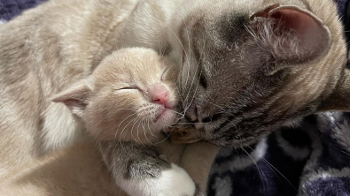 Illustration : Un chat attentionné ne peut pas s’empêcher de rester au chevet de la petite nouvelle