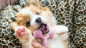 Illustration : "20 photos resplendissantes de Baby, Corgi à la bonne humeur communicative"