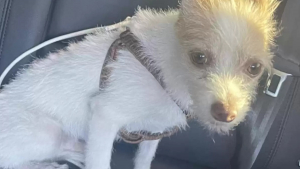 Illustration : "Un petit chien abandonné demande à manger à un policier, mais obtient bien plus que de la nourriture"