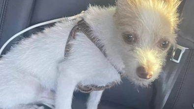 Illustration : "Un petit chien abandonné demande à manger à un policier, mais obtient bien plus que de la nourriture"