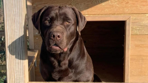 Illustration : "Ce Labrador disparaît pendant plus d’un mois, avant de réapparaître mystérieusement"