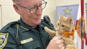 Illustration : "Un commissariat de police adopte un chaton abandonné qui égaye leurs journées difficiles"