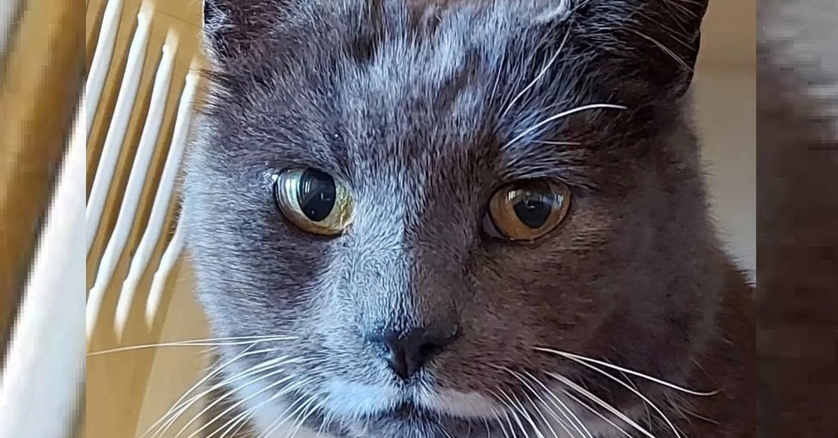 5 ans après la fugue de sa chatte, une femme découvre des photos d’elle sur Facebook