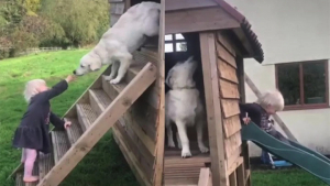 Illustration : "Vidéo : un chiot aide sa sœur humaine à faire du toboggan et ils s’amusent comme des fous"