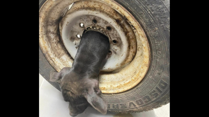 Illustration : "Un vétérinaire fait face à un cas unique : le sauvetage d'un chien prisonnier d'une jante de voiture"