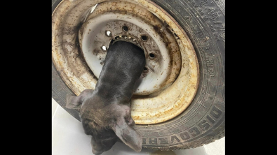 Illustration : Un vétérinaire fait face à un cas unique : le sauvetage d'un chien prisonnier d'une jante de voiture