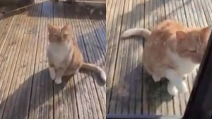 Illustration : "Un chat rusé et talentueux fait mine d’être blessé pour attirer l’attention de ses propriétaires (vidéo)"