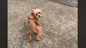 Illustration : "Une dog-sitter doit parler avec l’accent australien pour que la chienne qu’elle garde la comprenne (vidéo)"