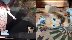 Illustration : "Sur TikTok, des milliers d’internautes attendaient cette vidéo, retraçant le sauvetage du chaton Harper (vidéo)"