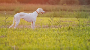 Illustration : "11 photos rendant compte de la puissance et de la grâce des lévriers Greyhounds"