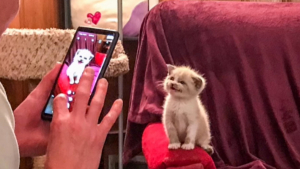 Illustration : "Pendant une séance photo, ce chaton est si joyeux qu’il arbore un sourire communicatif"