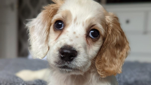 Illustration : "Un chiot est découvert dans une poubelle par des bénévoles qui sont tout aussi choqués par le motif de son abandon"