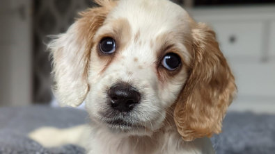 Illustration : "Un chiot est découvert dans une poubelle par des bénévoles qui sont tout aussi choqués par le motif de son abandon"