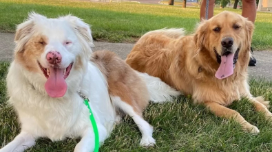 Illustration : "Un chien sourd et aveugle et son meilleur ami ont un rituel touchant chaque fois qu'ils se retrouvent au parc (vidéo)"