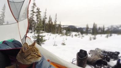 Illustration : "20 chats devenus de parfaits partenaires de camping pour leurs humains"