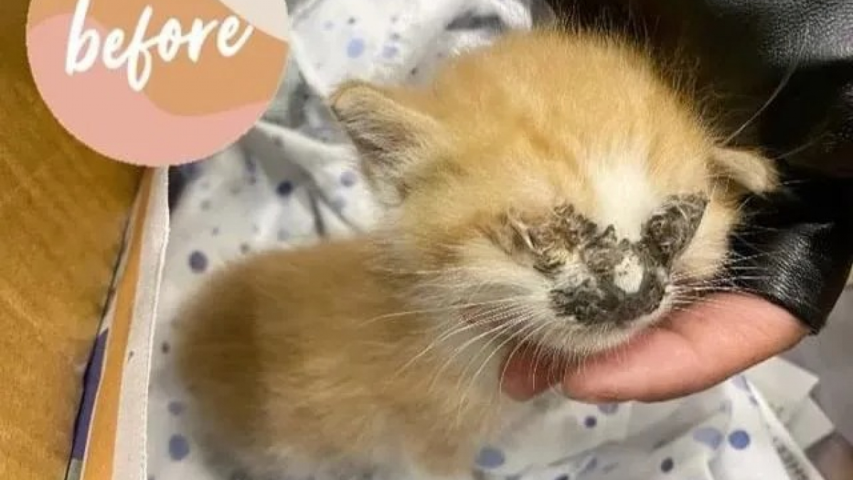 Un chaton roux en mauvais état, avec le visage couvert de croûtes, retrouve la santé grâce à l