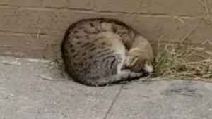 Illustration : "Vidéo : Ce chat est fou de joie lorsqu’une femme qu’il a déjà rencontrée revient le chercher pour le sauver"