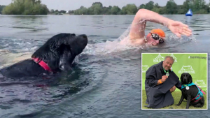 Illustration : "Vidéo : Une Labrador Retriever nage aux côtés de son maître pour récolter des fonds pour une association"