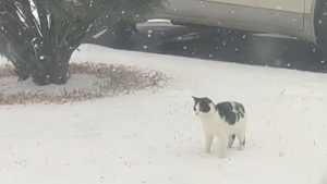 Illustration : "Premiers flocons, premières joies : le bonheur d'un chat découvrant la neige (vidéo)"