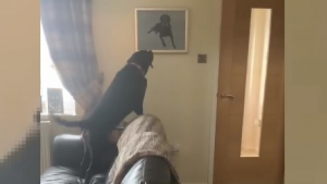 Illustration : "Vidéo : ce chien découvre une photo de son frère décédé et est très ému"