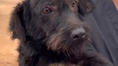 Illustration : "Vidéo : Cette chienne abandonnée essaye d’attirer l’attention des passants pour être adoptée"