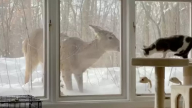 Illustration : "Ce chat peureux se lie d’amitié avec un cerf sauvage qui vient lui rendre visite quotidiennement"