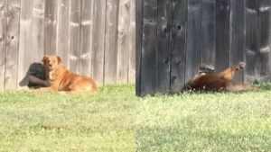 Illustration : "Vidéo : le rendez-vous quotidien et émouvant d’une chienne avec sa voisine âgée à travers la clôture"