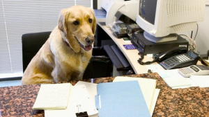 Illustration : "20 photos de chiens qui passent du temps au bureau avec leur maître"
