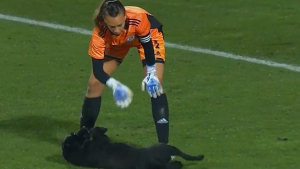 Illustration : "Un chien s'invite sur un terrain de football en plein match, mais s'intéresse plus aux câlins qu'au ballon (vidéo)"