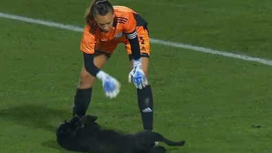 Illustration : "Un chien s'invite sur un terrain de football en plein match, mais s'intéresse plus aux câlins qu'au ballon (vidéo)"