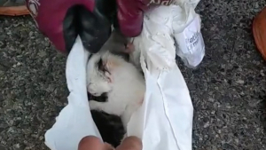 Illustration : "Vidéo : Des éboueurs trouvent un sac poubelle rempli de chatons et les sauvent in extremis"
