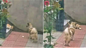 Illustration : "Une femme a surpris son chien en train de partager son repas avec un chat errant, et a capturé ce moment de générosité (vidéo)"