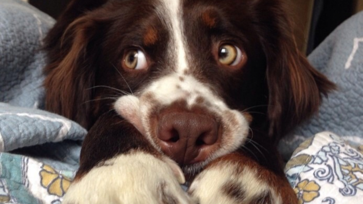https://www.pets-dating.com/assets/img/001/677/1200x675/12-photos-d-animaux-de-compagnie-ayant-reserve-de-droles-de-surprises-matinales-a-leurs-humains.jpg