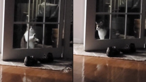 Illustration : "Vidéo : Ce chat gratte désespérément à la porte et se sent ridicule lorsqu’il découvre qu’elle était déjà ouverte"