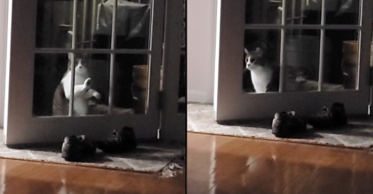 Vidéo Ce chat gratte désespérément à la porte et se sent ridicule lorsqu’il découvre qu’elle
