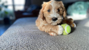 Illustration : "20 photos de Goldendoodles montrant qu'il leur suffit d'un regard pour nous faire tomber sous leur charme"